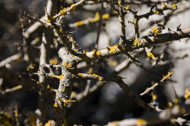 10 Amazing Benefits of Using Witch Hazel on Your Face and Skin