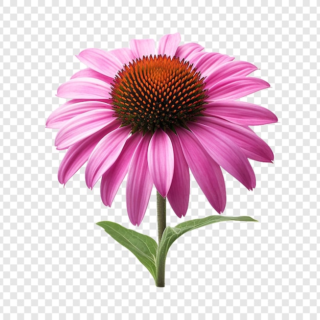 10 Compelling Benefits of Adding Echinacea to Your Garden