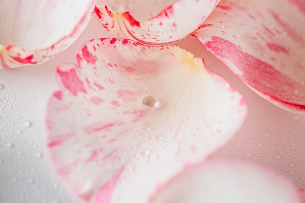 Crafting Your Own Rose Water & 14 Creative Uses for It