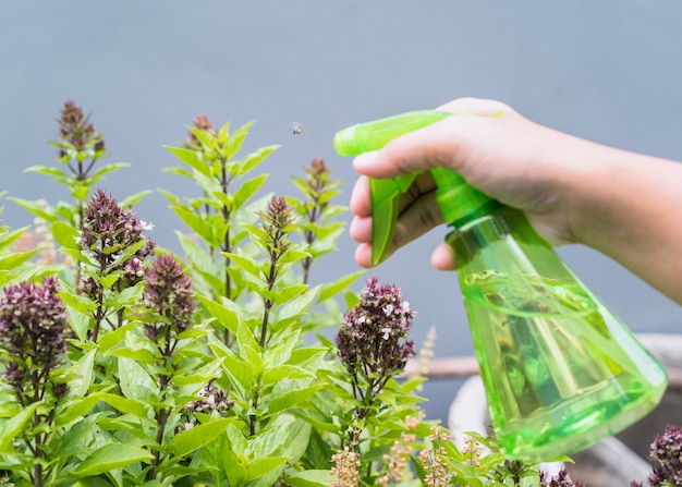 5 Essential Oils to Repel Pests from Your Home and Garden