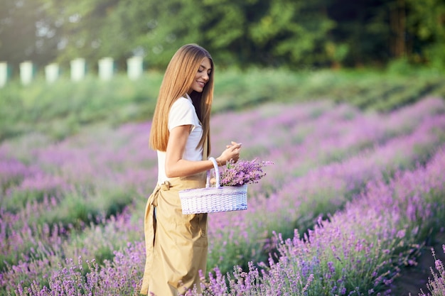 Comprehensive Handbook on Cultivating, Harvesting, and Utilizing Lavender